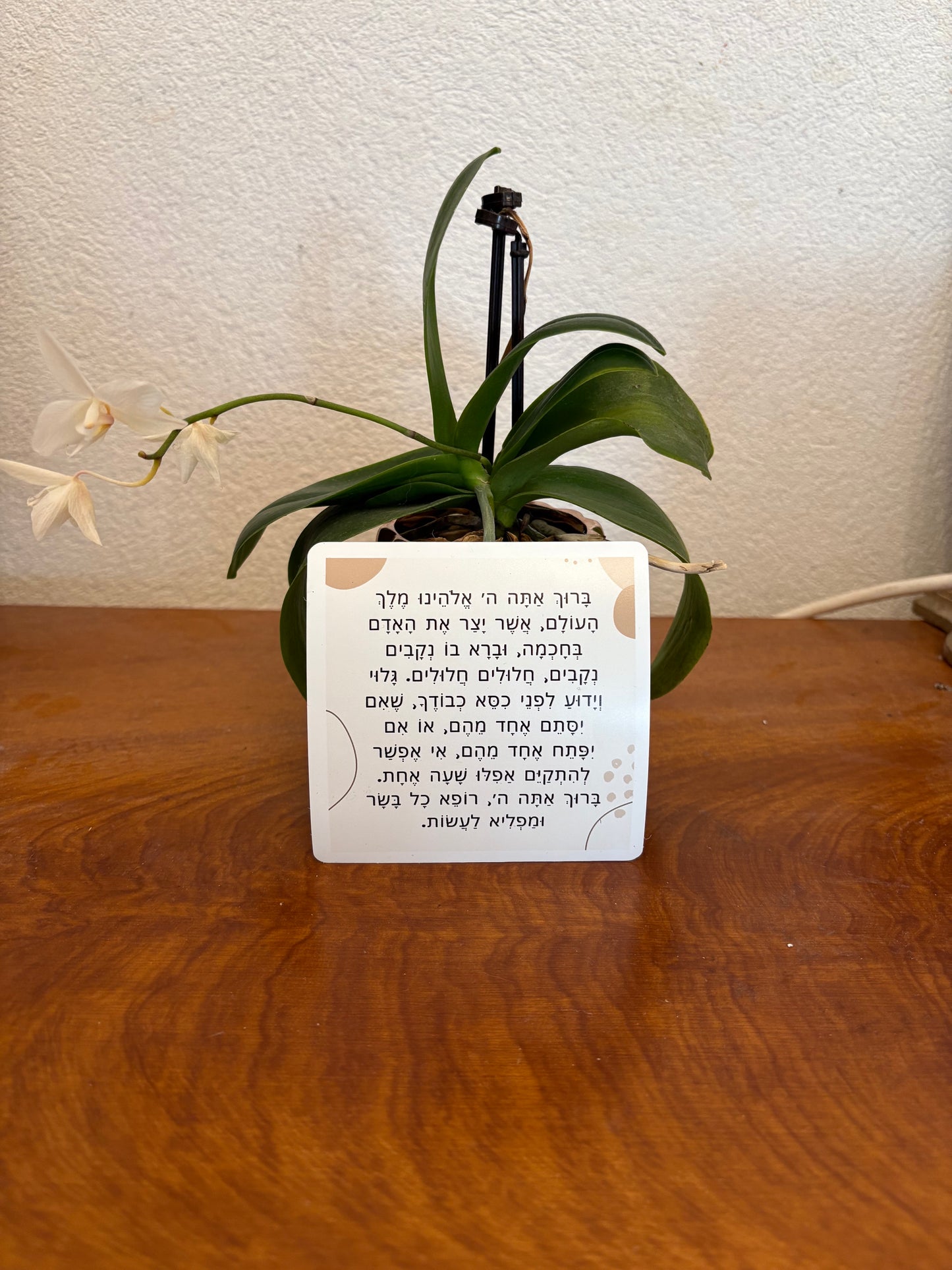 Yid in Sync, Asher Yatzar tefilla magnet, brown bubbles